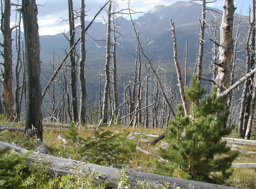a seedling growing near a downed tree