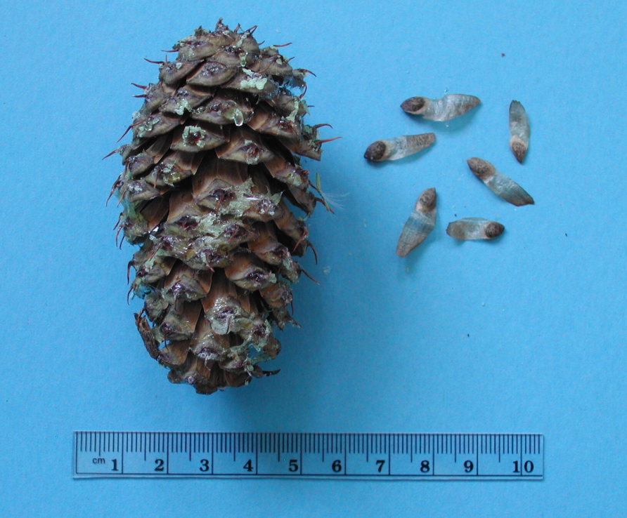 Pine cone with pine seeds next to it