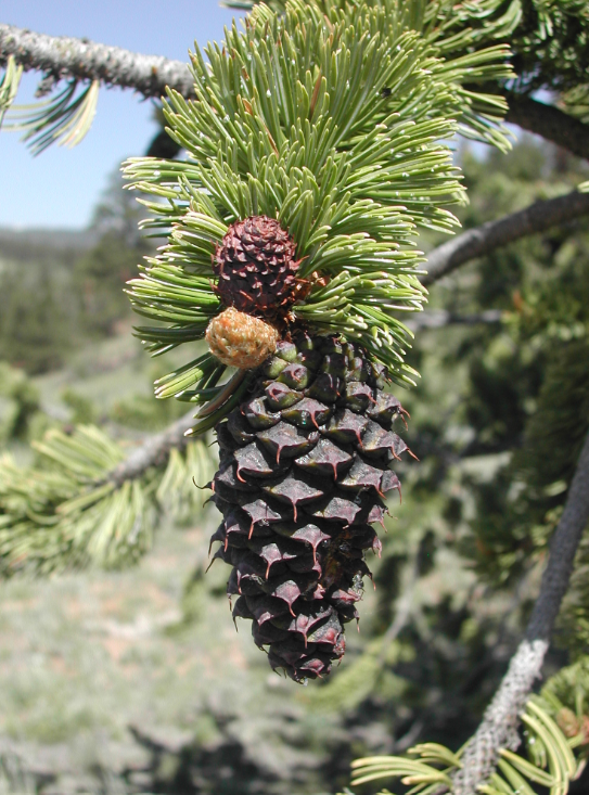 Bristlecone pine cone on a limb