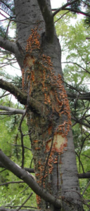 A tree that has an orange rot growing on it