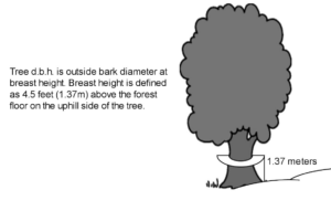 An illustration describing DBH and showing how to measure a tree trunk