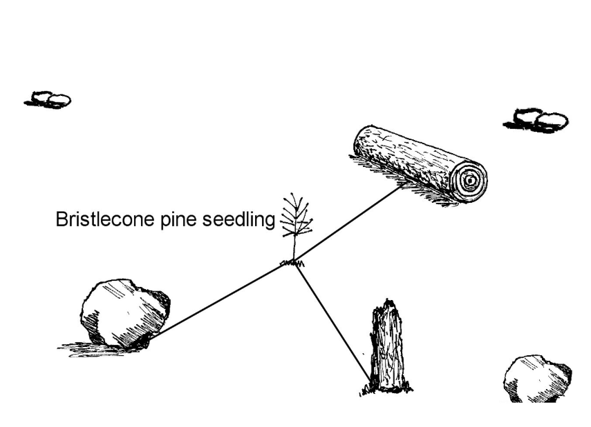 an illustration of a small tree showing three objects around it, a rock, a limb, and a fallen tree