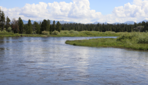 A river with a forest in the background