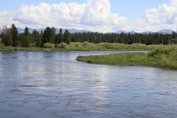 A river with a forest in the background