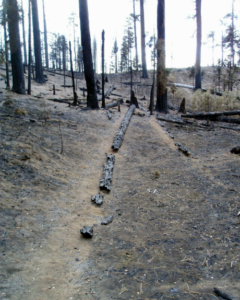 A forested area that has been burned by a wildfire. There is a little debris on the forest floor and burned tree trunks.