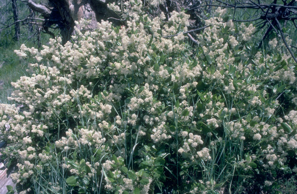 snowbrush which is a bush with many small white flowers
