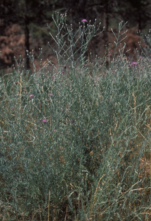 A spotted knapweed, a taller plant with pink flowers at the top