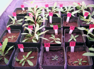 Seedlings growing in small containers