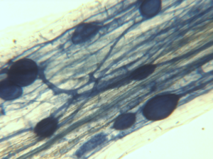 roots under a microscope lens
