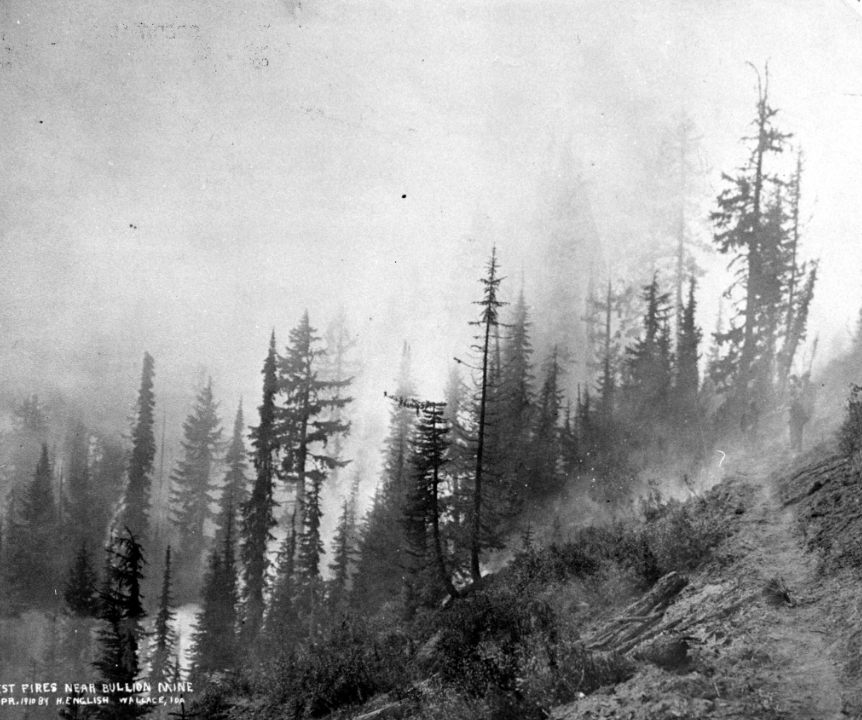 A forest with many trees on fire and smoke in the air