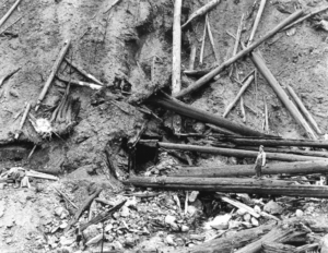 The Nickolson mine shaft with burned broken trees covering the entrance.