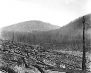 Lolo National Forest. Mountains with many burned tree stumps. 