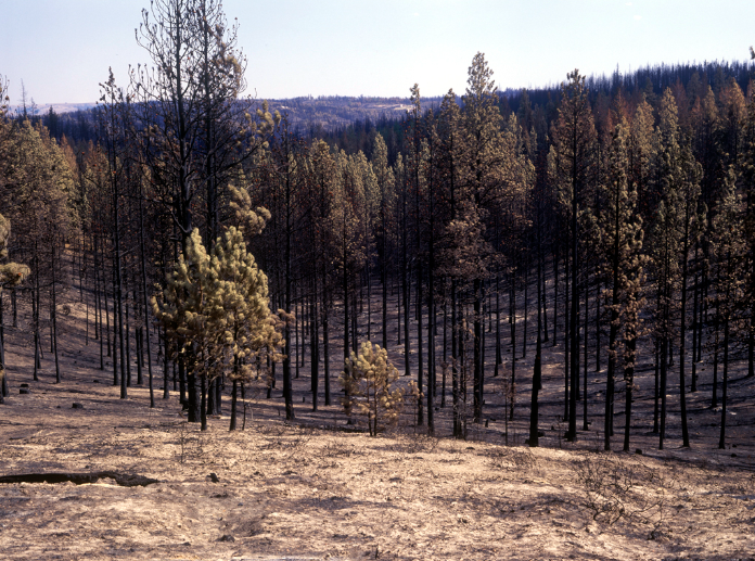 A forest area where trees are dead from being burned