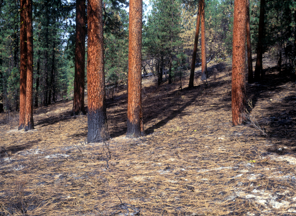 Trees in a forest with very little burn damage