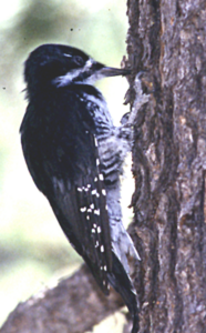 A black-beaked woodpecker pecking a tree