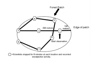 A illustration of each patch that waws surveyed showing how it was surveyed