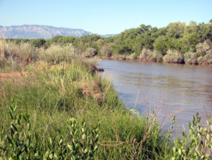 Grasses growing along the Rio Grande
