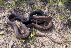 Coachwhip snake