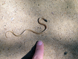 Plain black-headed snake with a finger pointing at it on the ground