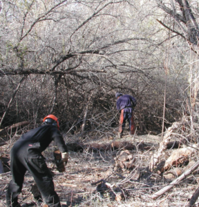 Scientist in a forest cleaning the area of invasive species