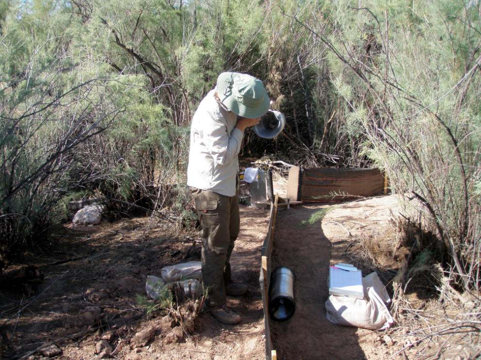 A scientist checking a funnel trap near a fence