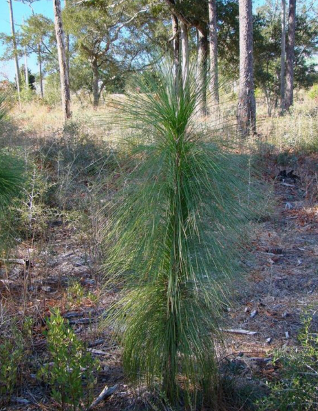 A longleaf pine sapling