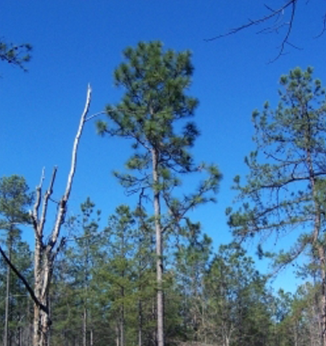 A large longleaf pine growing in a forest