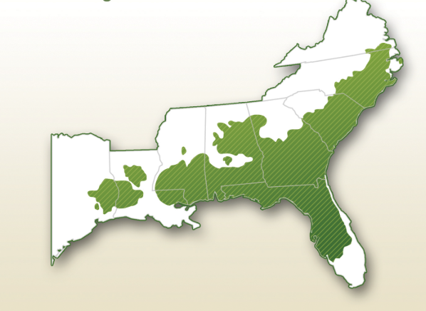A map showing the southeast United States and the range of longleaf pines