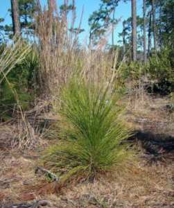 A young longleaf pine in its grass stage of growth in a forest