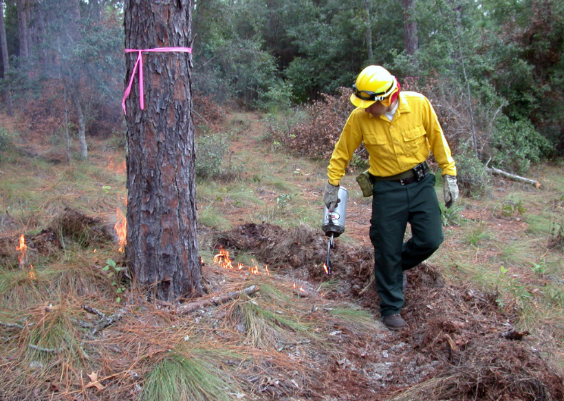 A forest manager in a hard hat igniting a prescribed burn in a forest
