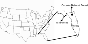 A map showing the eastern half of the United States highlighting the Osceola National Forest and Florida