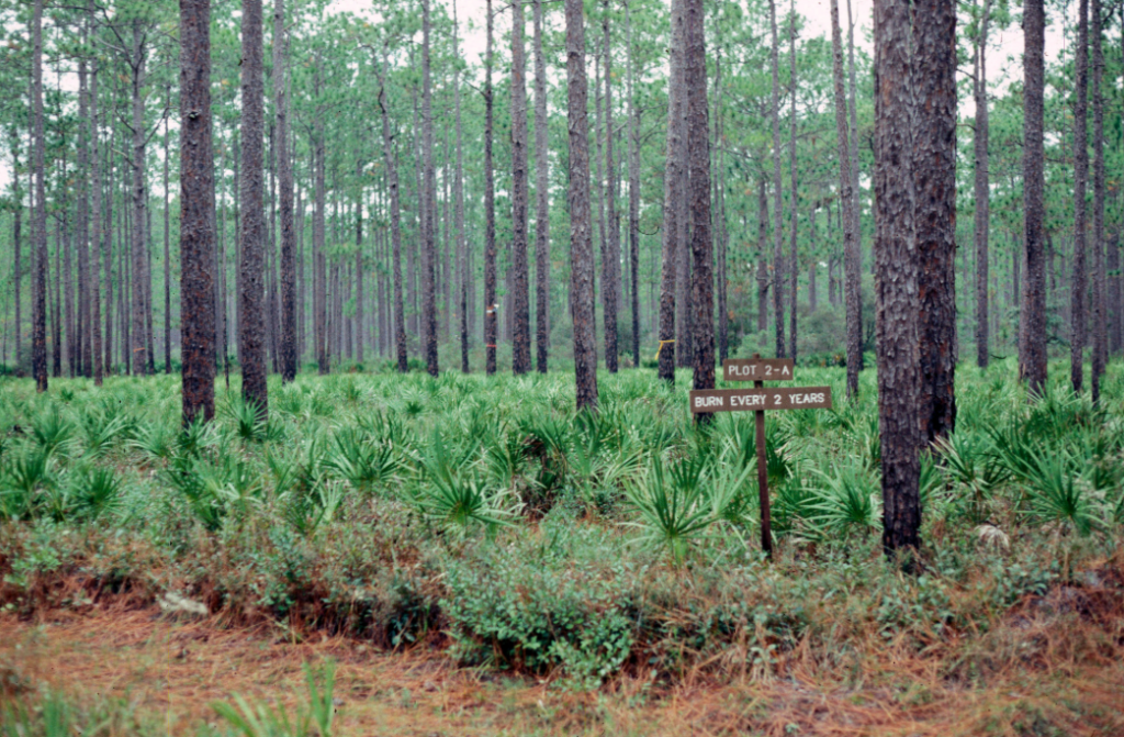 A forest area that was burned every other year. Small trees are seen among tall trees.