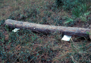 a log in the middle of some grass