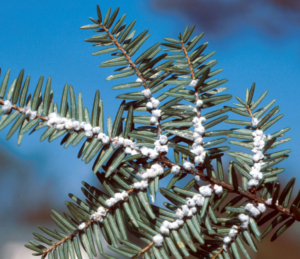 Collections of fuzzy, white spheres at the base of hemlock needles