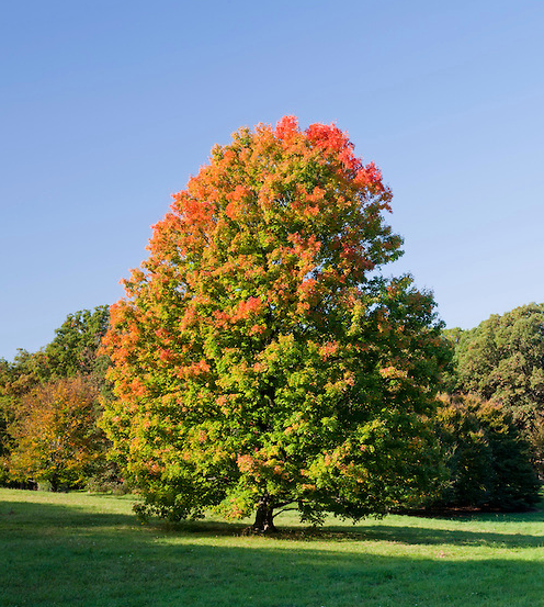 A sugar maple tree in a field with many trees behind it