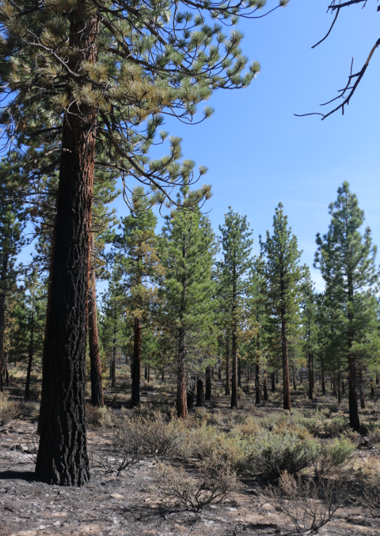 Pine trees in a dry area