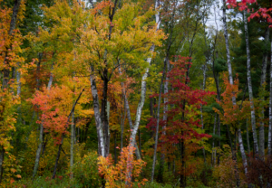 Chippewa National Forest putting on a fall color show at the Norway Beach Recreation Area.