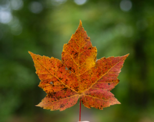 Orange and red leaf