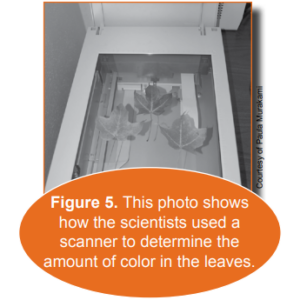 A scanner with leaves on it