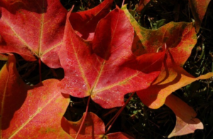 several red maple leaves on the forest floor
