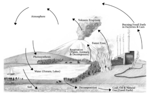 Illustration of the carbon cycle