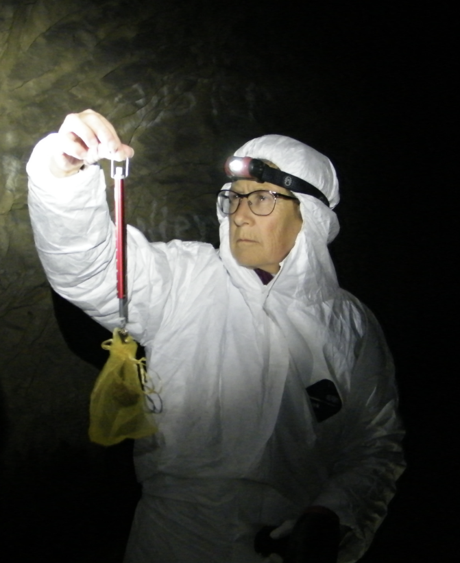 Dr. Loeb wears a protective suit and a headlamp as she weighs a bat in a small mesh bag.