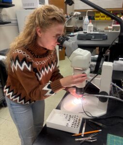 Dr. Emily Poole looks at beetle samples under a microscope in her lab.