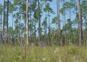 A longleaf pine forest
