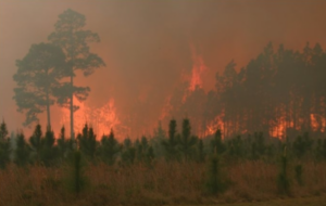 A wildland fire in a forest