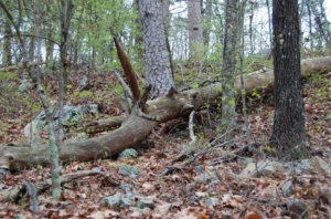Wood lyting on the forest floor