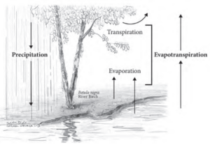 A chart showing evapotranspiration