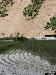 The top is a picture of crops growing in dry dirt. The bottom is rows of crops with water very present