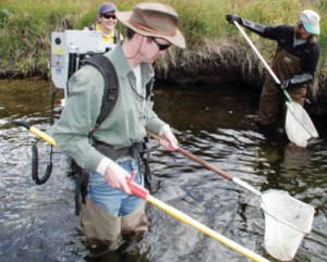 Dr. Isaak wades in a body of water holding a net and other tools