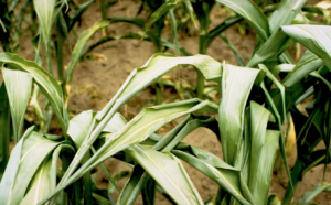 A plant that is withering